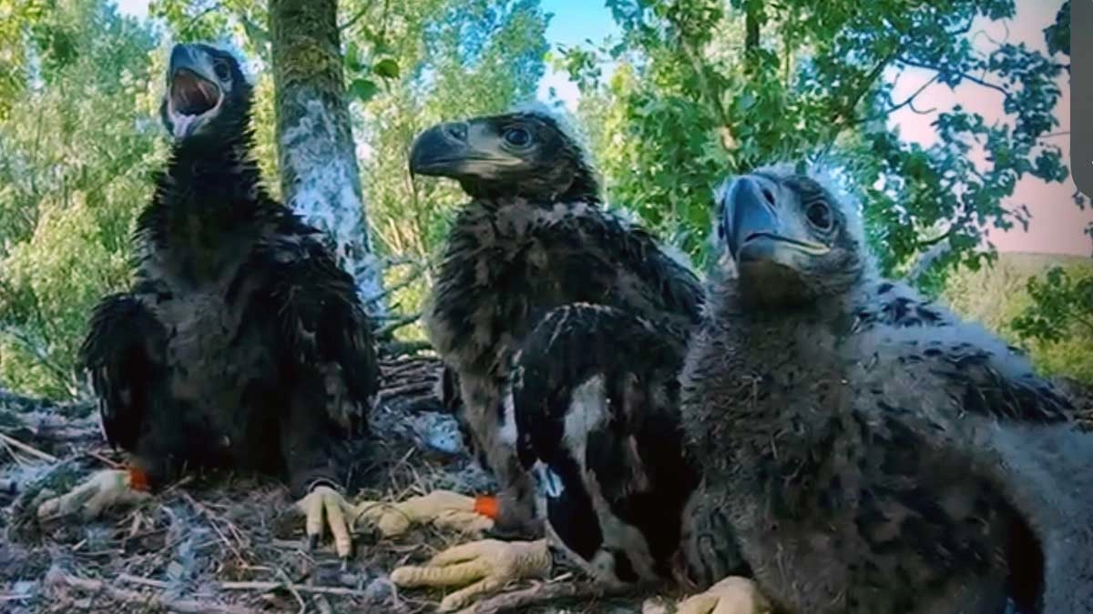 Vogelspottersopera AREND Lauwersmeer